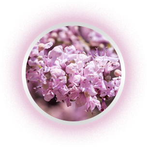 WilderGlow Wild Yam Cream For Hormonal Balance