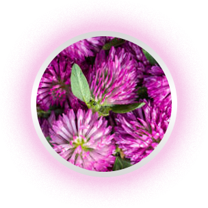 WilderGlow Wild Yam Cream For Hormonal Balance